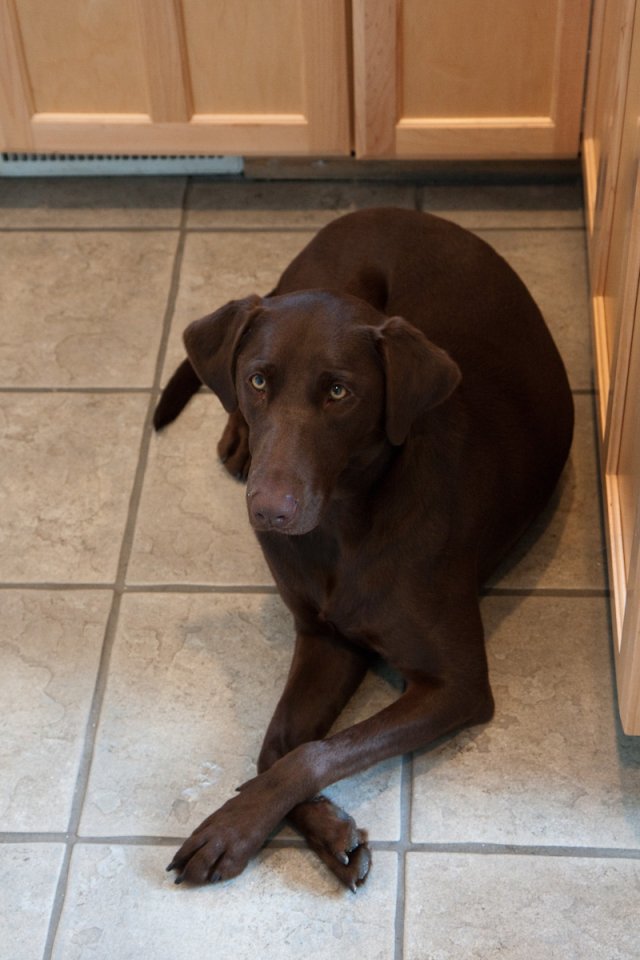 My brother's dog Sophia